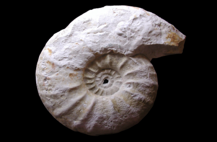 fossile